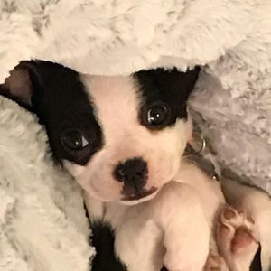 Meet your Posher, Frank